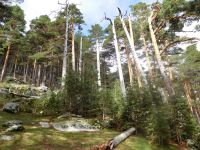 Un pinar de pino silvestre con una elevada densidad de individuos adultos y regenerados