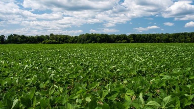 Coronavirus en América Latina: los países en que se prevén las mayores caídas económicas este año (y los que serán menos golpeados